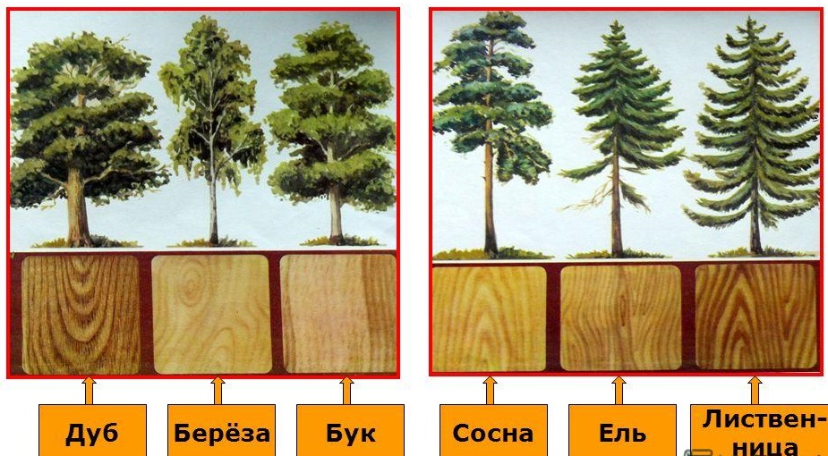 породы деревьев фото с названиями